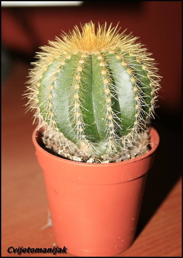 Kaktus